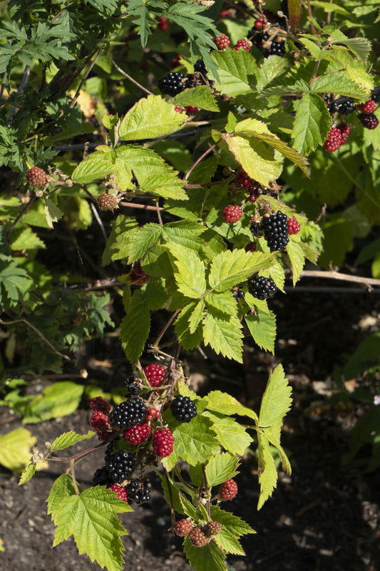 Dornenlose Brombeere 'Black Satin' – Ø13cm, ca. 45cm