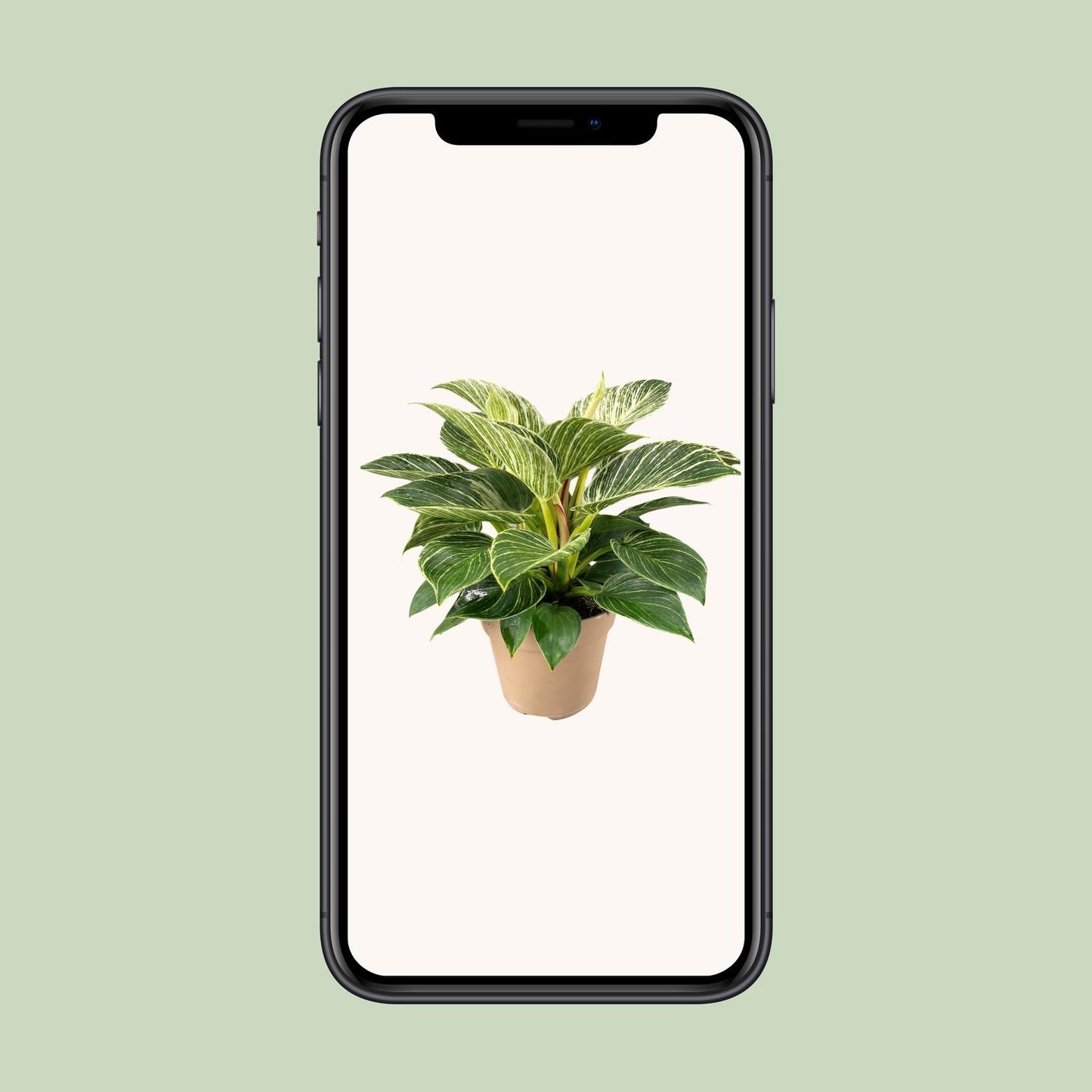 Philodendron Birkin – Trendige, pflegeleichte Zimmerpflanze Ø15cm