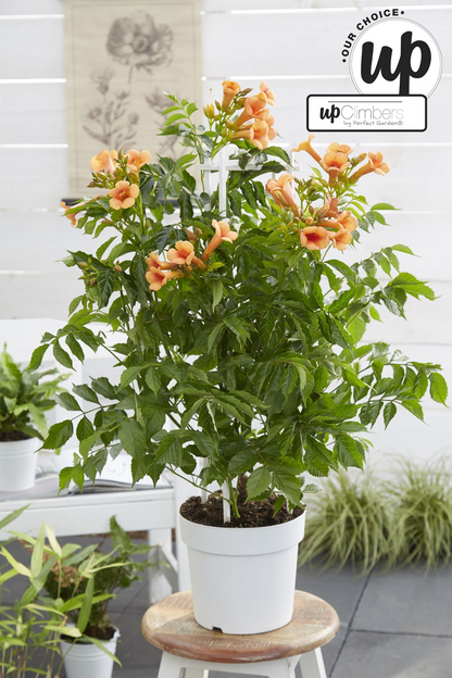 Trompetenblume 'Indian Summer' – Leuchtend orange, Ø15cm, 65cm hoch