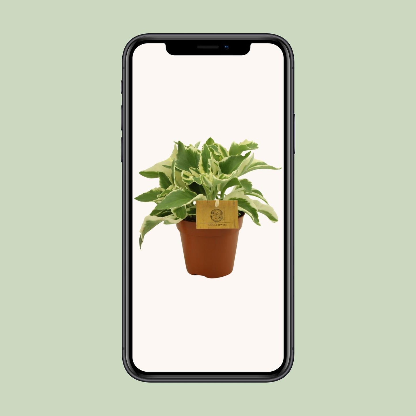 Kalanchoe Laciniata – Pflegeleichte Zimmerpflanze Ø12 cm