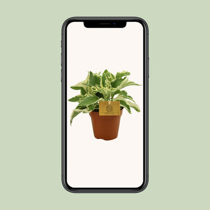 Kalanchoe Laciniata – Pflegeleichte Zimmerpflanze Ø12 cm