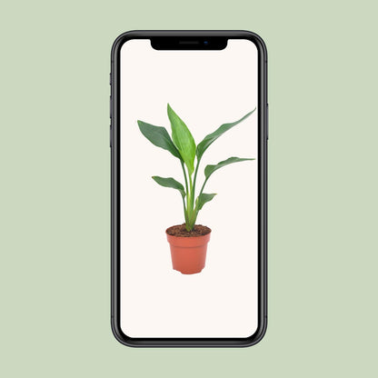 Strelitzia Reginae – Bird of Paradise Ø12cm Topf, 40cm Höhe