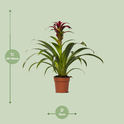 Guzmania Nextara – Tropische pflegeleichte Zimmerpflanze Ø12 cm