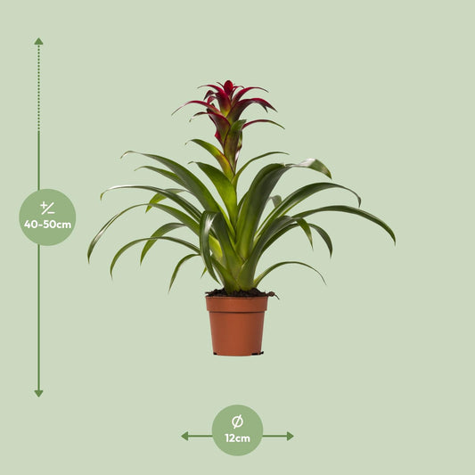 Guzmania Nextara – Tropische pflegeleichte Zimmerpflanze Ø12 cm