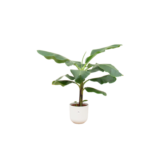 Bananenpflanze (Musa) im Elho Jazz Round Topf Ø23 cm, 100 cm