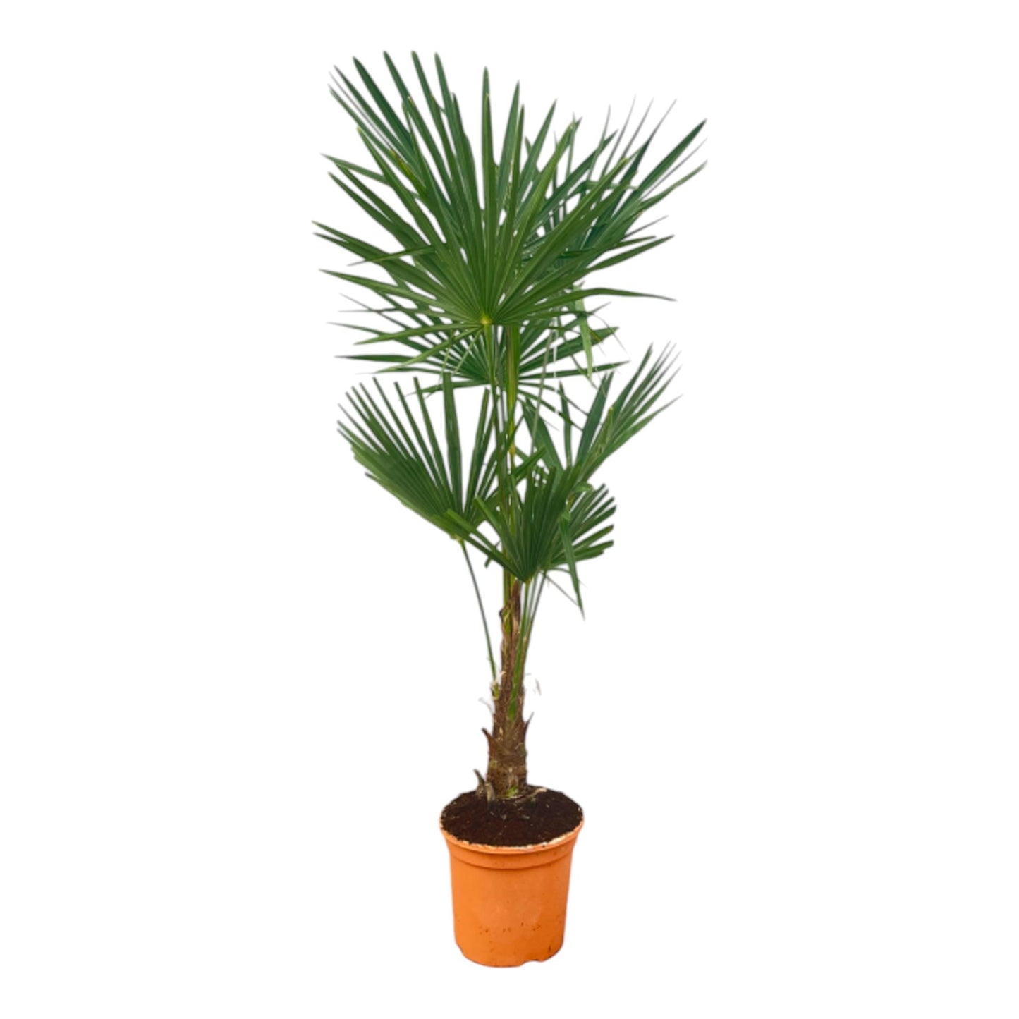 Trachycarpus Fortuneii – Robuste Fächerpalme 120-140 cm
