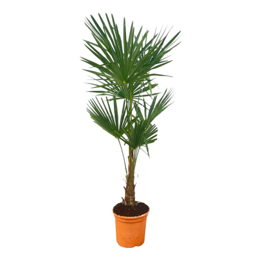 Trachycarpus Fortuneii – Robuste Fächerpalme 120-140 cm