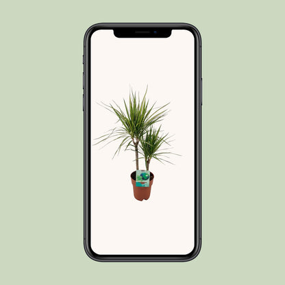 Dracaena Marginata Bicolor – Pflegeleichter Drachenbaum Ø19cm