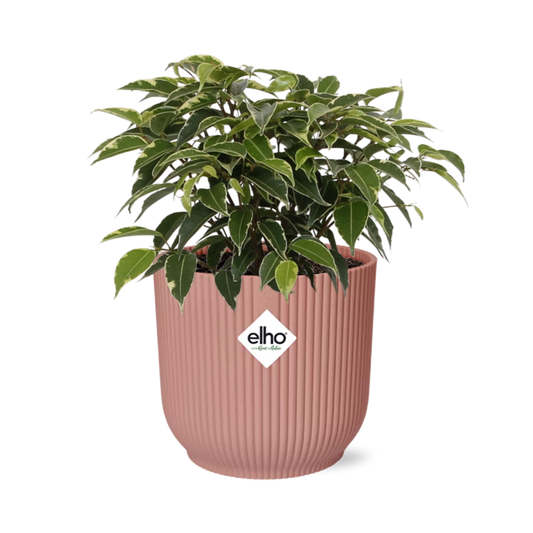 Ficus Benjamina Kinky in ELHO Vibes Fold 14cm roze