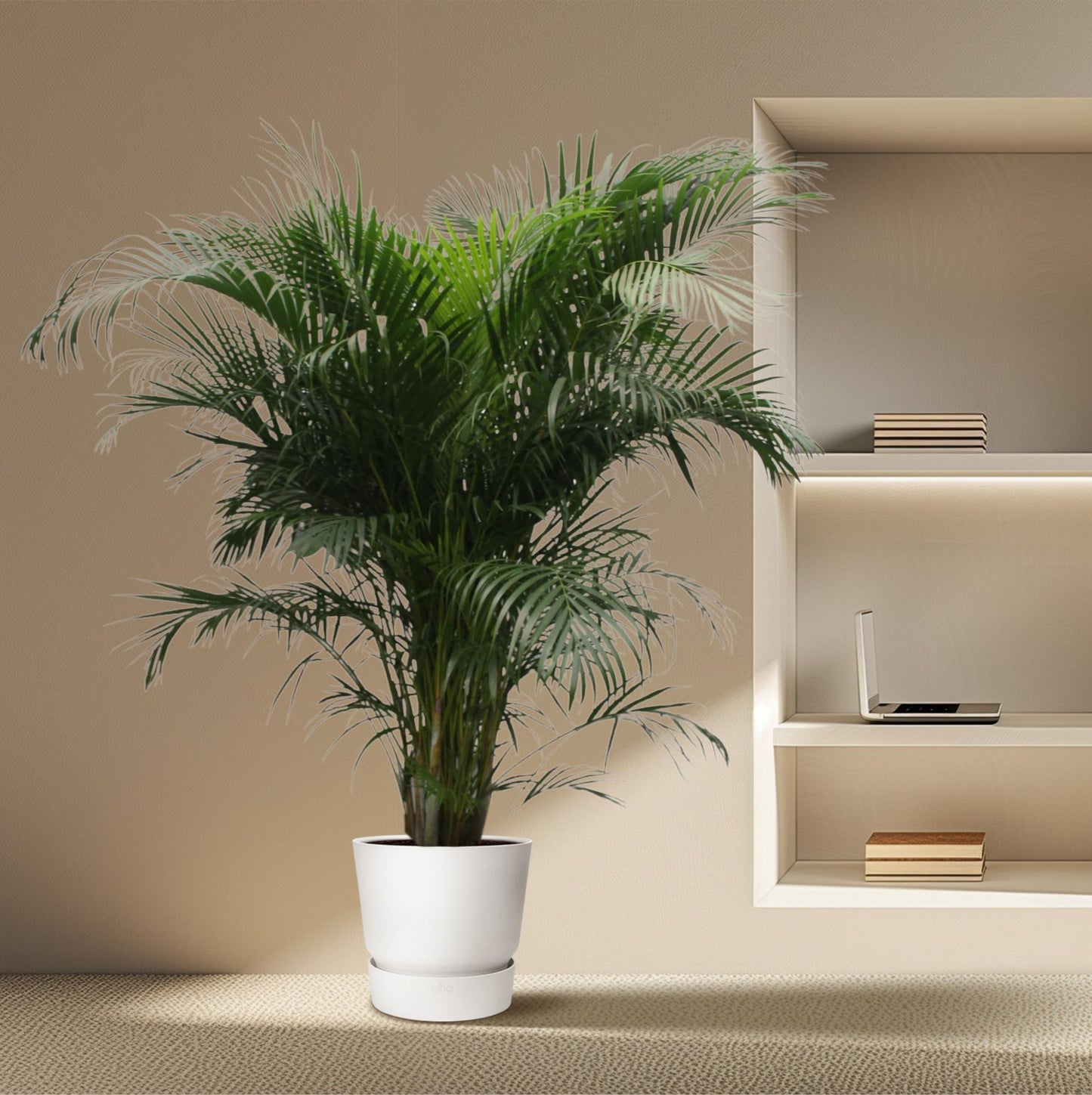 Dypsis Lutescens (Goldpalme) – 230 cm, ø40 cm