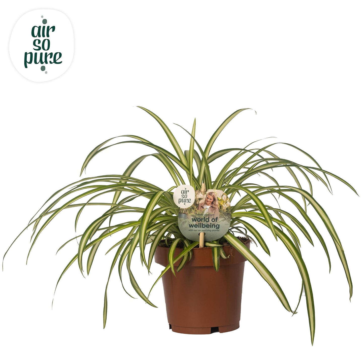 Chlorophytum Atlantic – Pflegeleichte Luftreiniger-Pflanze Ø12cm