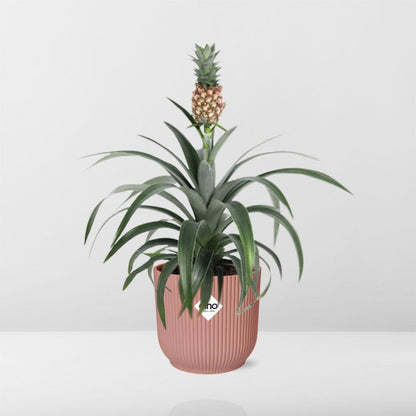 Ananas Mi Amigo in ELHO Vibes Fold 14cm – Tropische Zimmerpflanze