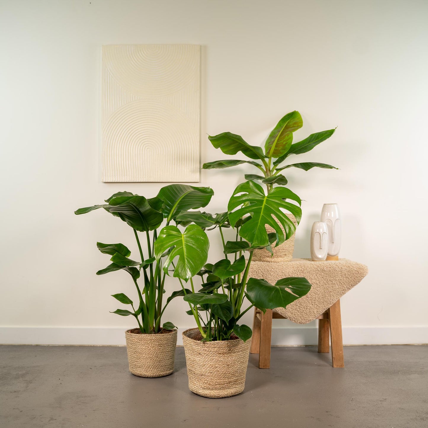 Zimmerpflanzen-Set: Monstera, Alocasia & Strelitzia im Korb