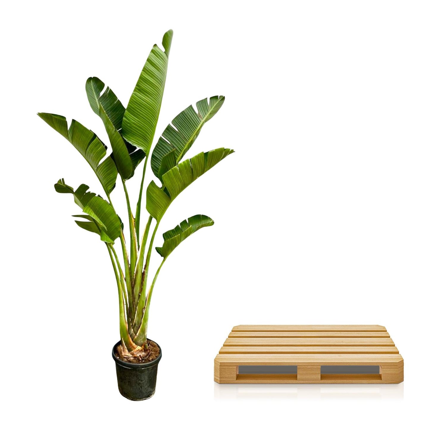 Strelitzia Augusta – Weiße Paradiesvogelpflanze 250 cm