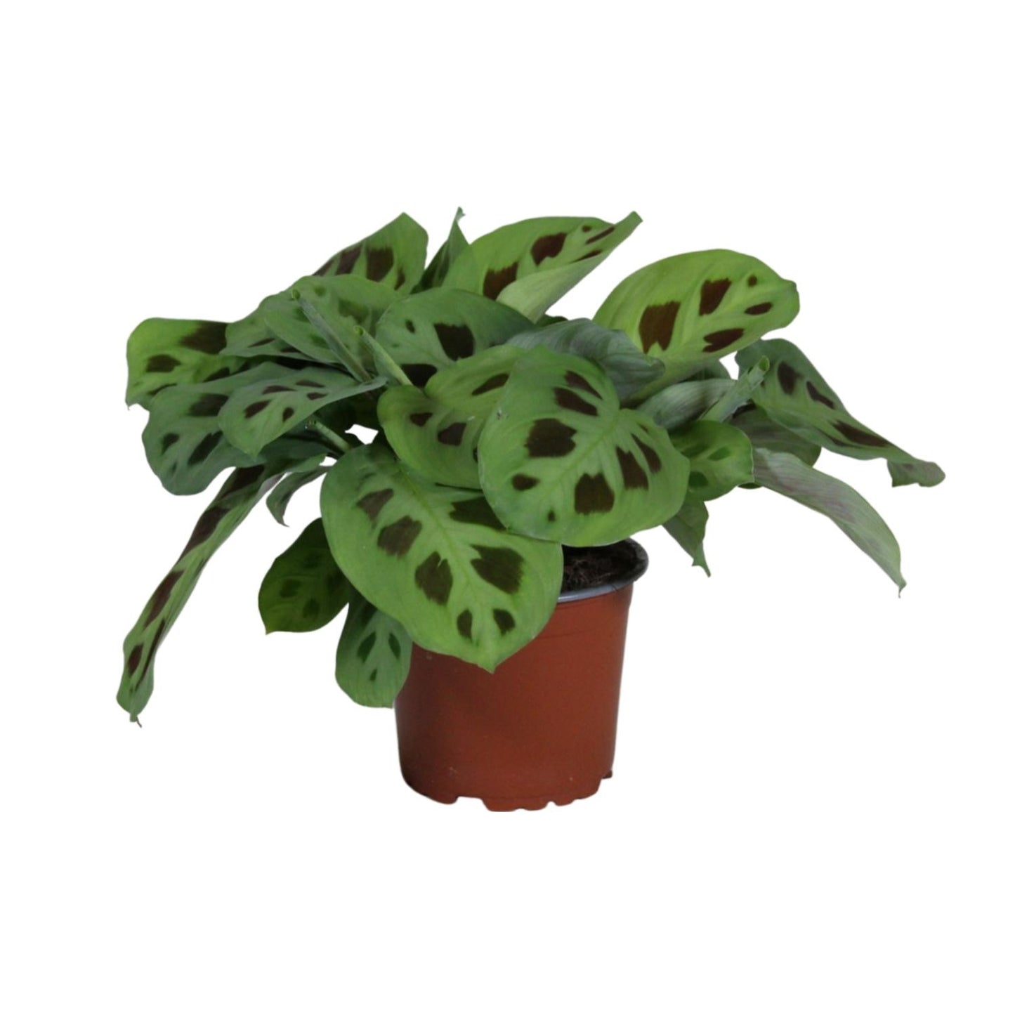 Maranta Leuconeura 'Kerchoveana' – Pflegeleichte Gebetspflanze Ø12cm