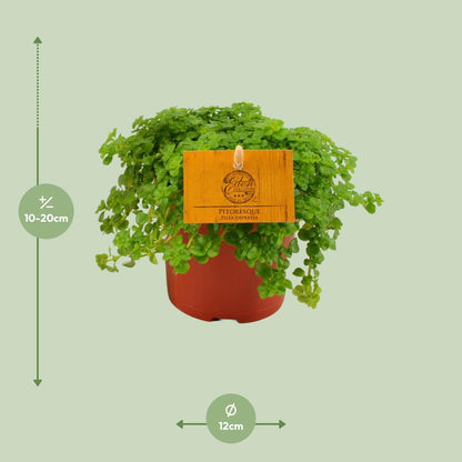 Pilea Depressa – Bubikopf Zimmerpflanze Ø12cm, pflegeleicht