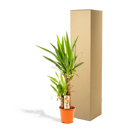 Yucca – Pflegeleichte und robuste Palmlilie Ø17cm, 90cm hoch