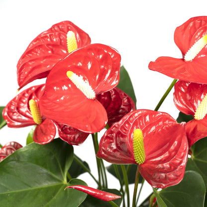Anthurium Red – Pflegeleichte Zimmerpflanze mit roten Blüten