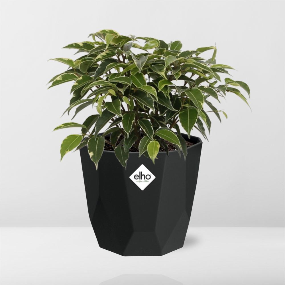 Ficus Benjamina Kinky – Pflegeleichte luftreinigende Zimmerpflanze