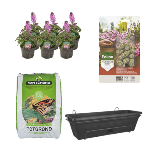 Balkonbak Zwart DIY-Set mit Erysimum Linifolium 'Bowles Mauve'