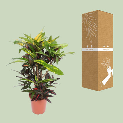 Codiaeum Mango (Croton) – Farbstarke Zimmerpflanze Ø27cm