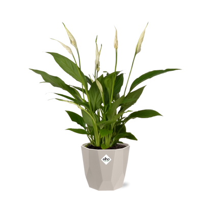 Spathiphyllum 12 cm Torelli in ELHO b.for rock 14 cm warm grey