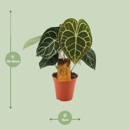 Anthurium Clarinervium – Pflegeleichte Zimmerpflanze Ø15cm