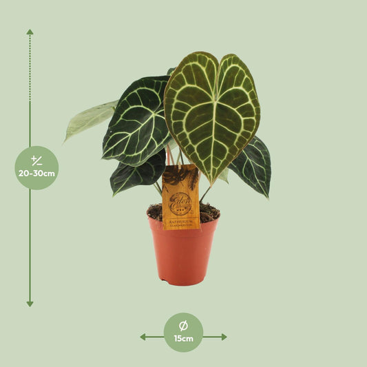 Anthurium Clarinervium – Pflegeleichte Zimmerpflanze Ø15cm