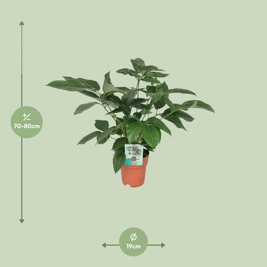 Schefflera Actinophylla Emerald Green – pflegeleichte Schirmpflanze Ø19cm