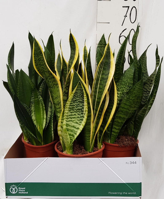 Sanseveria Overige – Pflegeleichte Zimmerpflanze Ø21cm