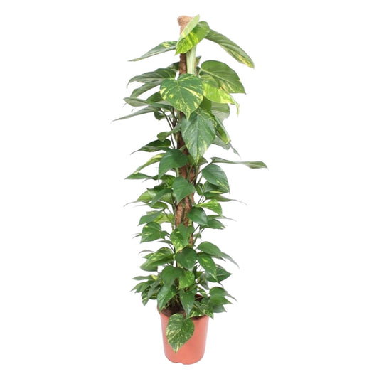 Epipremnum Aureum Mosstok – Pflegeleichte Kletterpflanze 150 cm