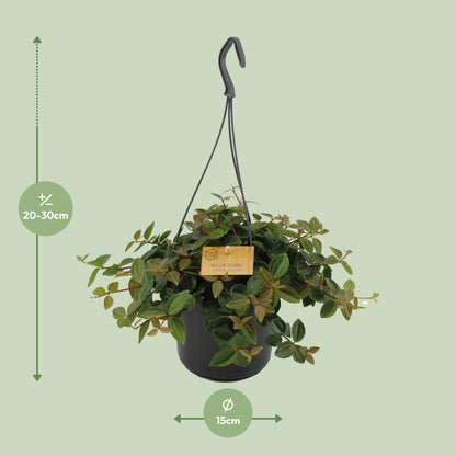 Peperomia Angulata Rocca Scuro – Pflegeleichte Zimmerpflanze Ø15cm