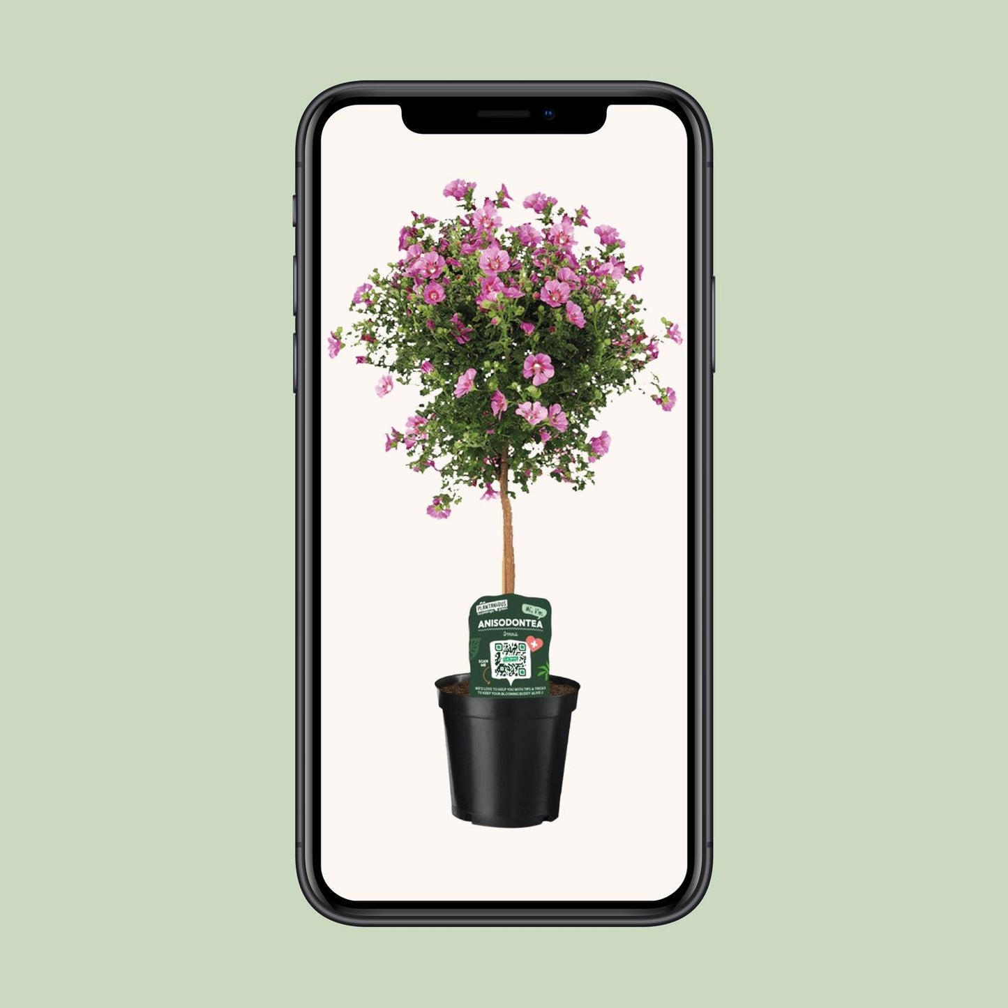 Anisodontea Elegans – Kapmalve im 19 cm Topf