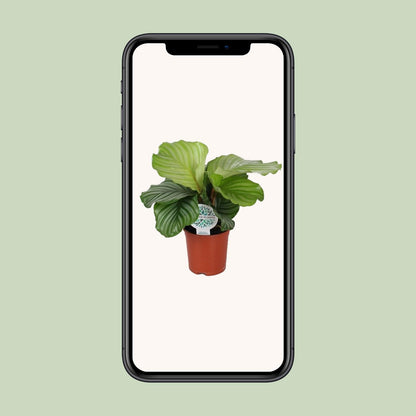 Calathea Orbifolia – Tropische, pflegeleichte Zimmerpflanze Ø14cm