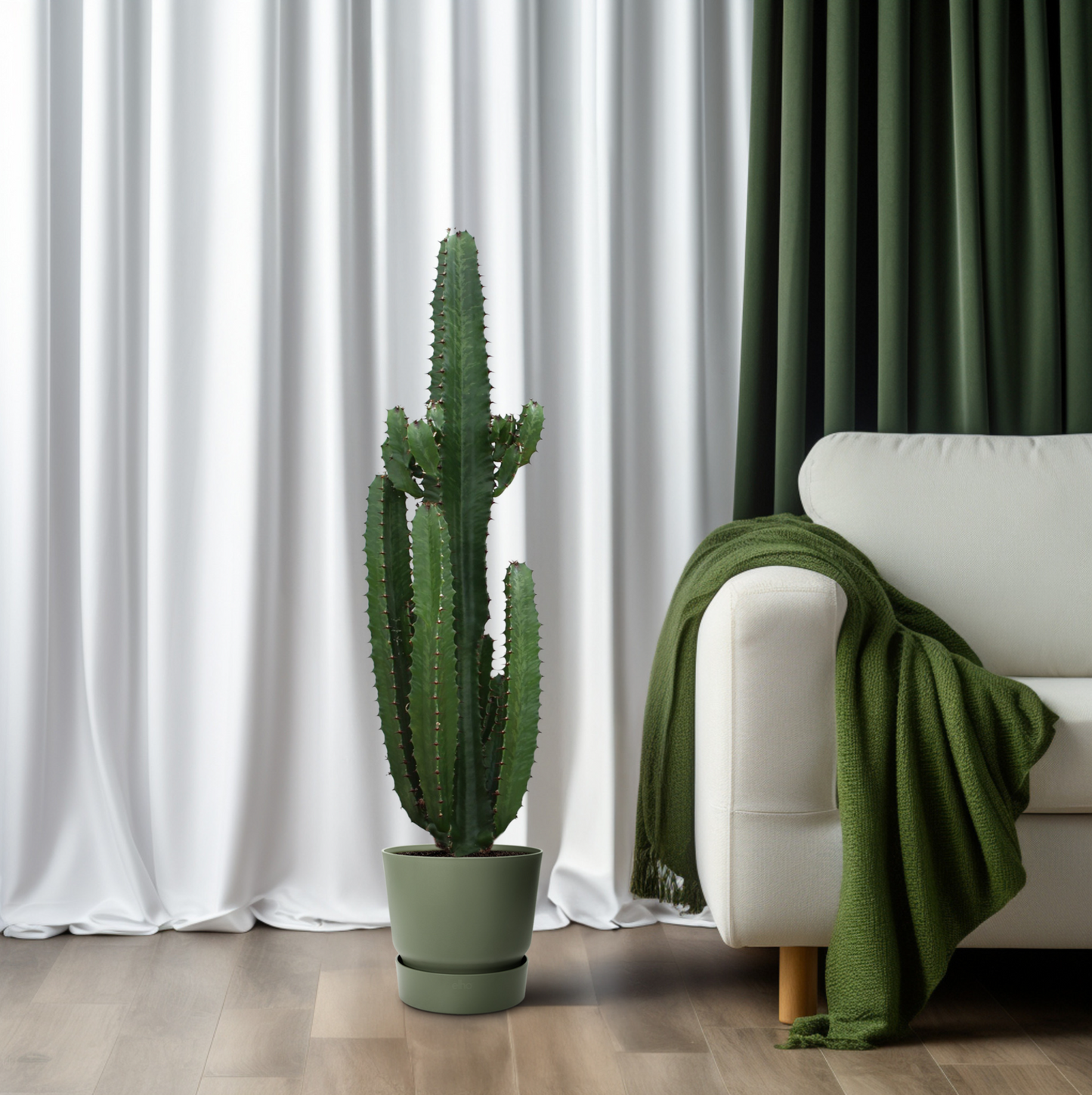 Euphorbia Acrurensis – Pflegeleichte Kaktuspflanze Ø24cm