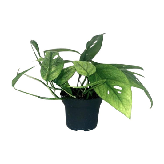 Epipremnum 'Cebu Blue' – Pflegeleichte Zimmerpflanze Ø12cm