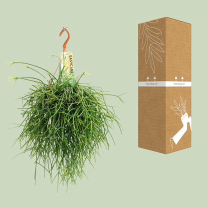 Rhipsalis Pulchra – pflegeleichte hängende Zimmerpflanze Ø14 cm