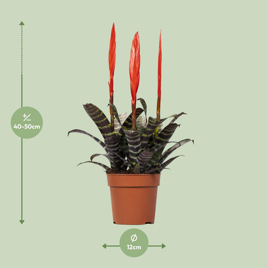 Vriesea Era Toef – Pflegeleichte tropische Zimmerpflanze Ø12cm