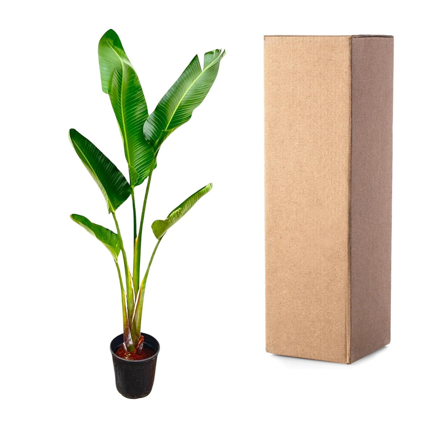 Strelitzia Augusta – Weißer Paradiesvogel, 210 cm