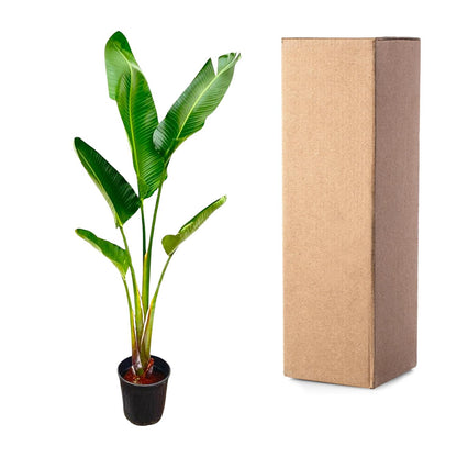 Strelitzia Augusta – Weißer Paradiesvogel, 210 cm