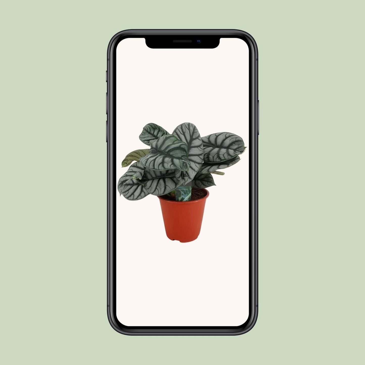 Alocasia Silver Dragon – Elegante pflegeleichte Zimmerpflanze Ø19cm