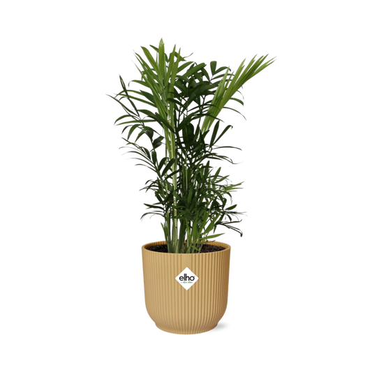 Chamaedorea Elegans Zwergbergpalme in ELHO Vibes Fold 14cm Gelb