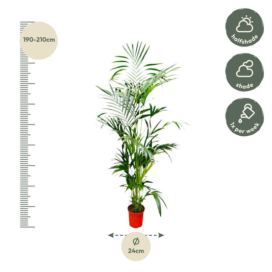 Kentia-Palme – Elegante pflegeleichte Zimmerpflanze 200 cm