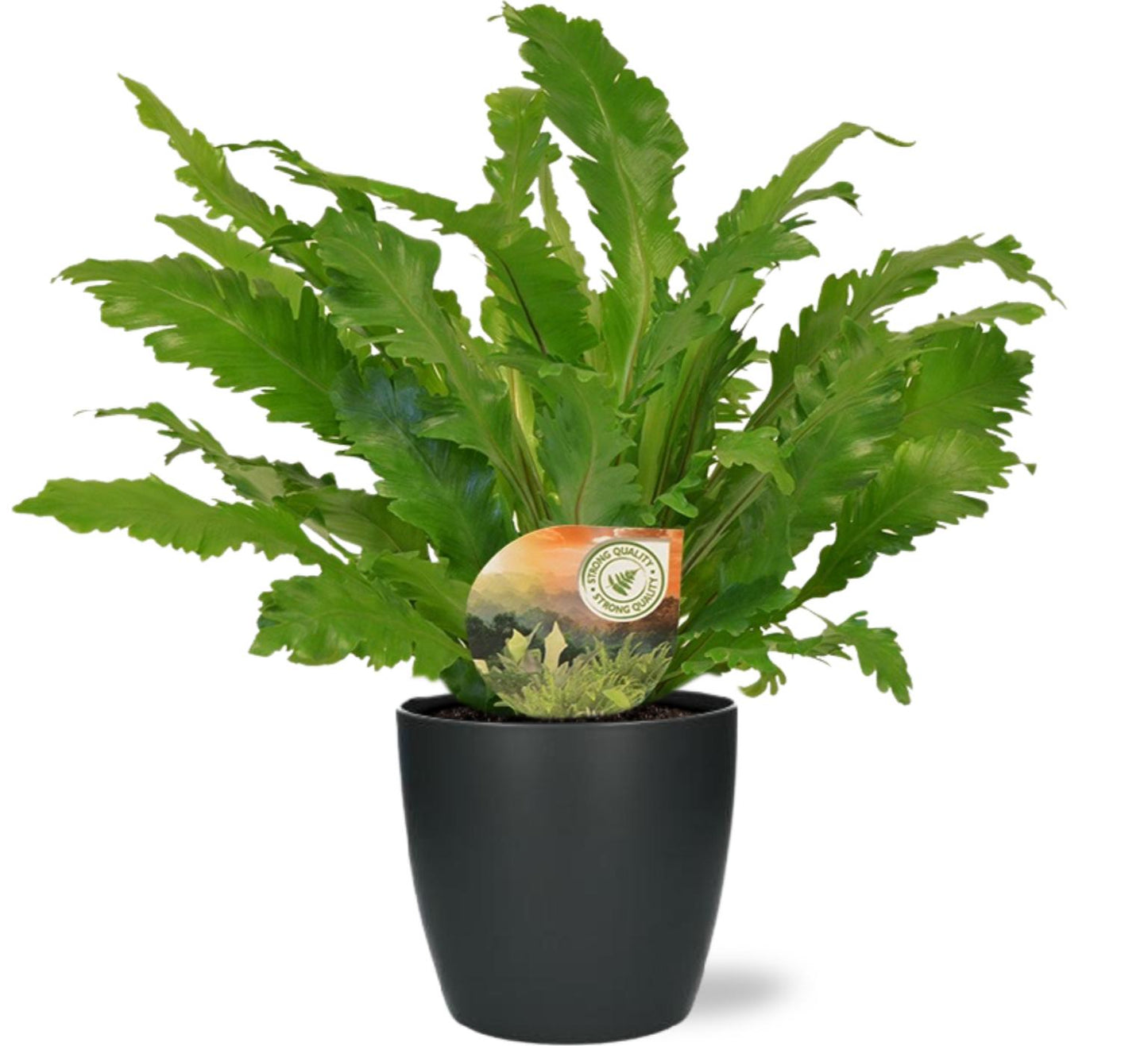 Asplenium Campio – Luftreinigende Zimmerpflanze Ø17cm