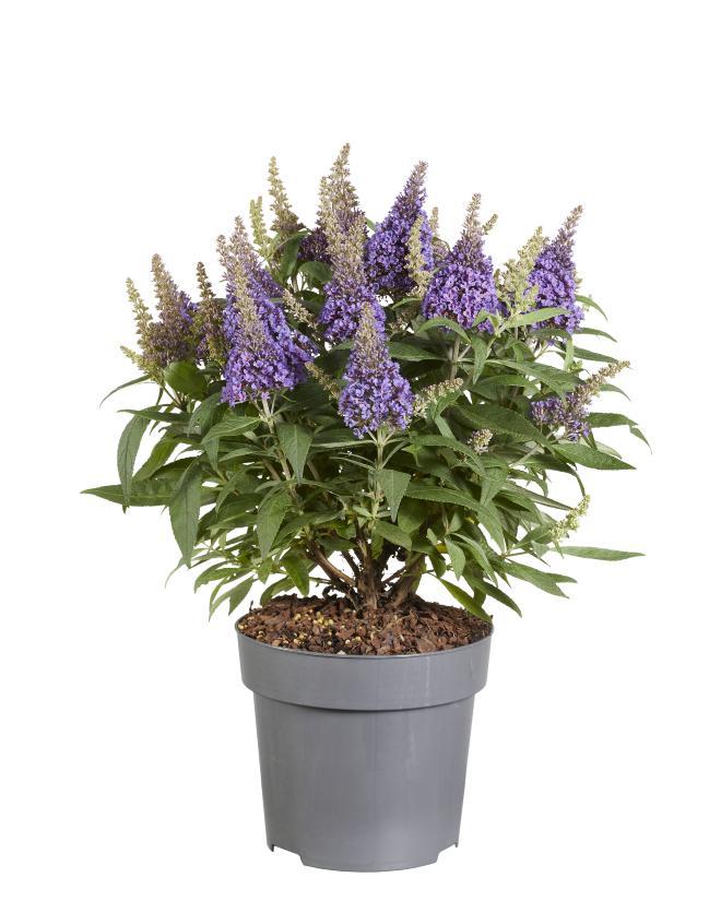 Buddleja Candy 'Little Lila' – Duftende Schmetterlingspflanze Ø17cm