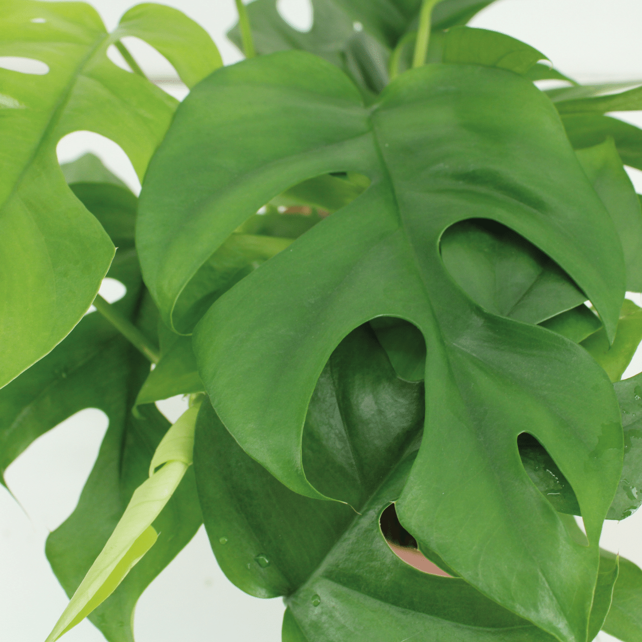 Monstera Minima – 2er-Set, kompakte Zimmerpflanze Ø15cm