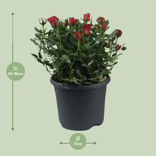 Rosa Jewel Patio Hot – Pflegeleichte Topfrose Ø17cm