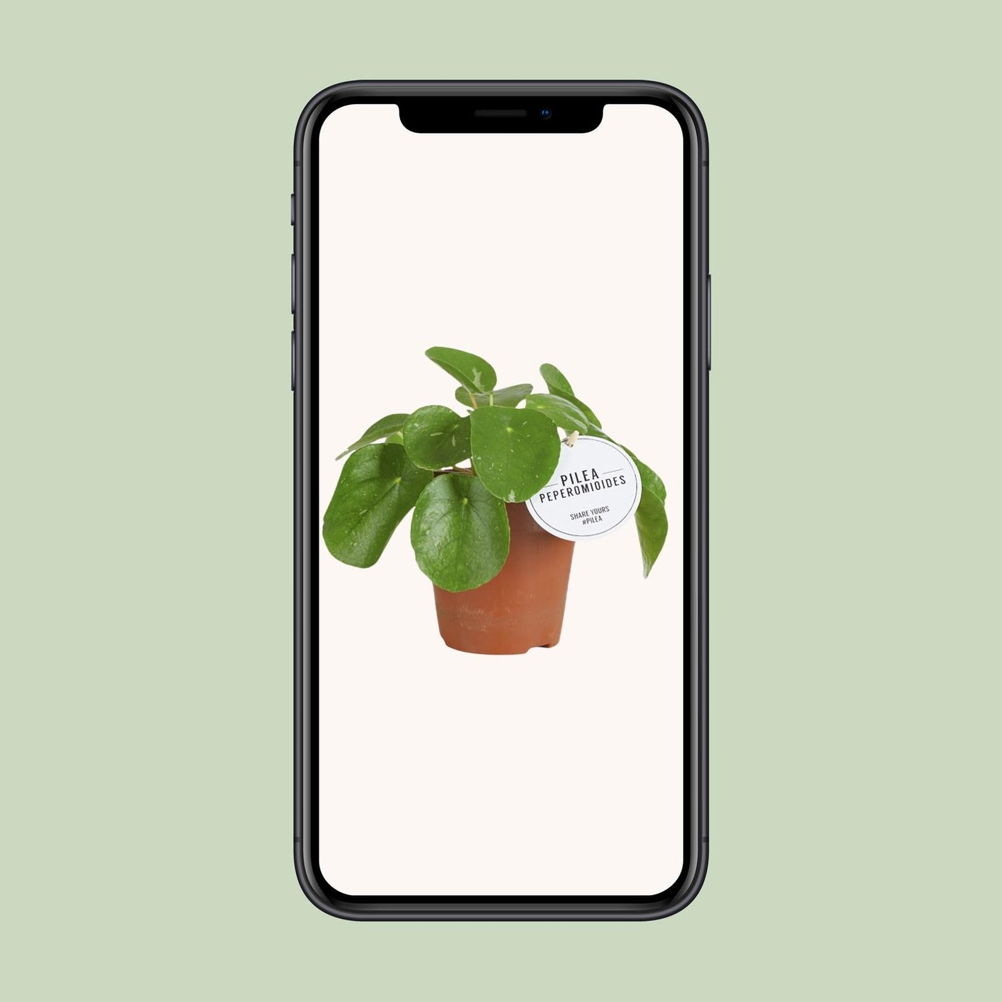 Pilea White Splash – Pflegeleichte Aluminium-Zimmerpflanze Ø13cm