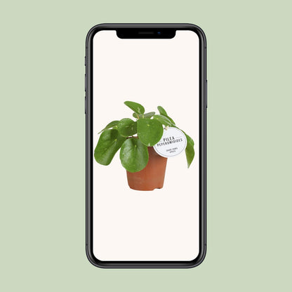 Pilea White Splash – Pflegeleichte Aluminium-Zimmerpflanze Ø13cm