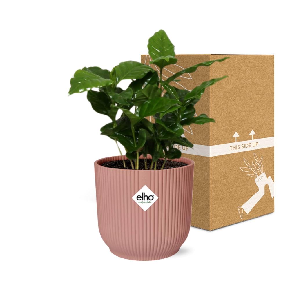 Coffea Arabica Zimmerpflanze im rosa ELHO Vibes Fold 14cm Topf